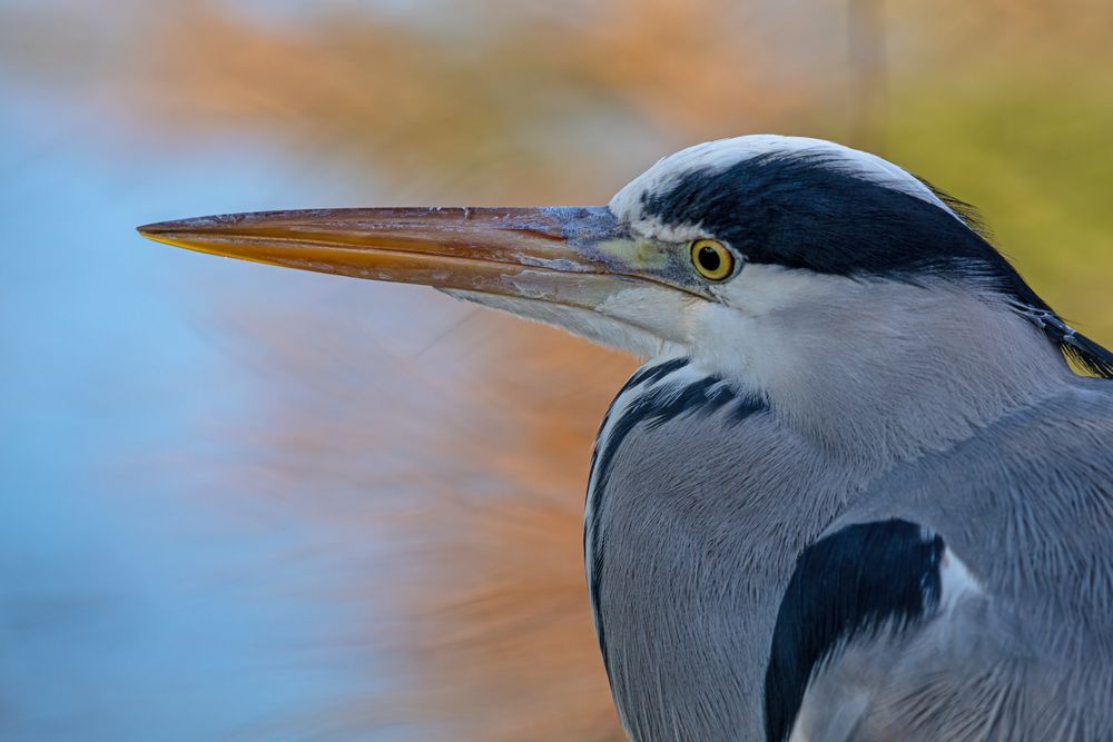 Am Teich Foto & Bild tiere, wildlife, wild lebende vögel Bilder auf