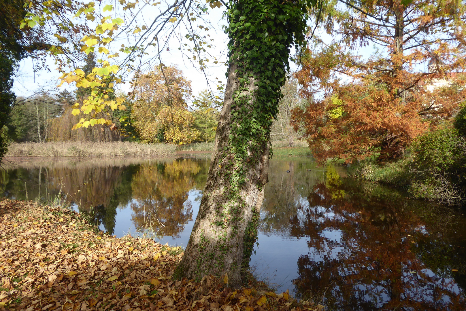 Am Teich Foto & Bild landschaft, jahreszeiten, herbst Bilder auf