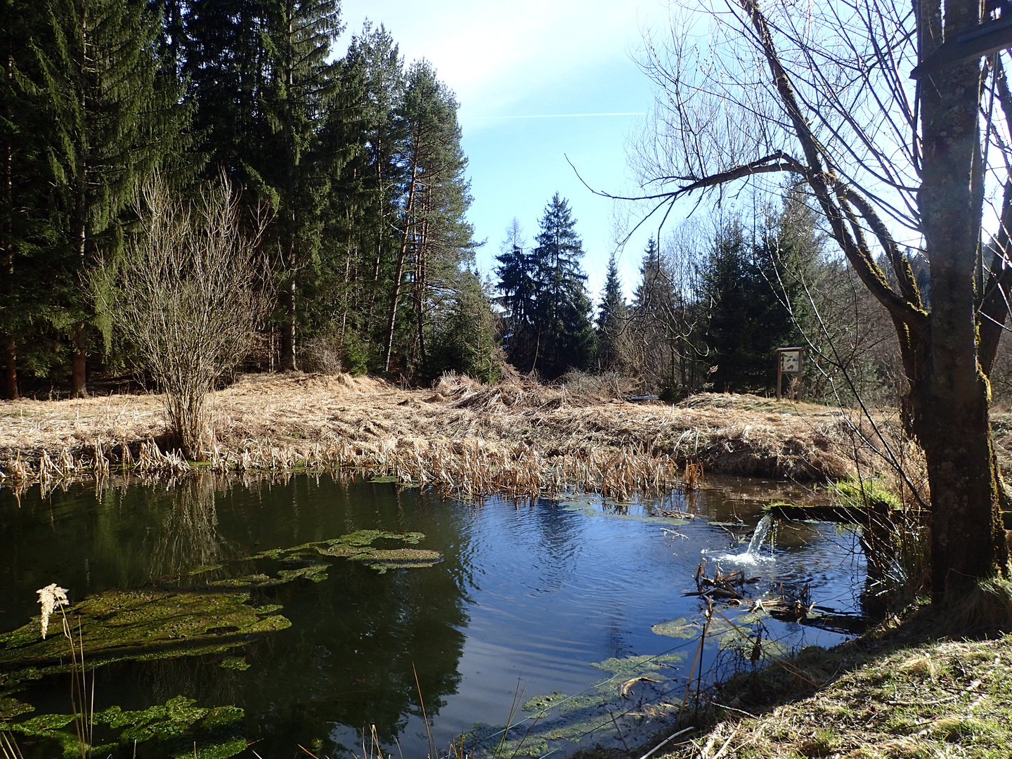 am teich 2 Foto & Bild landschaft, jahreszeiten, frühling Bilder auf