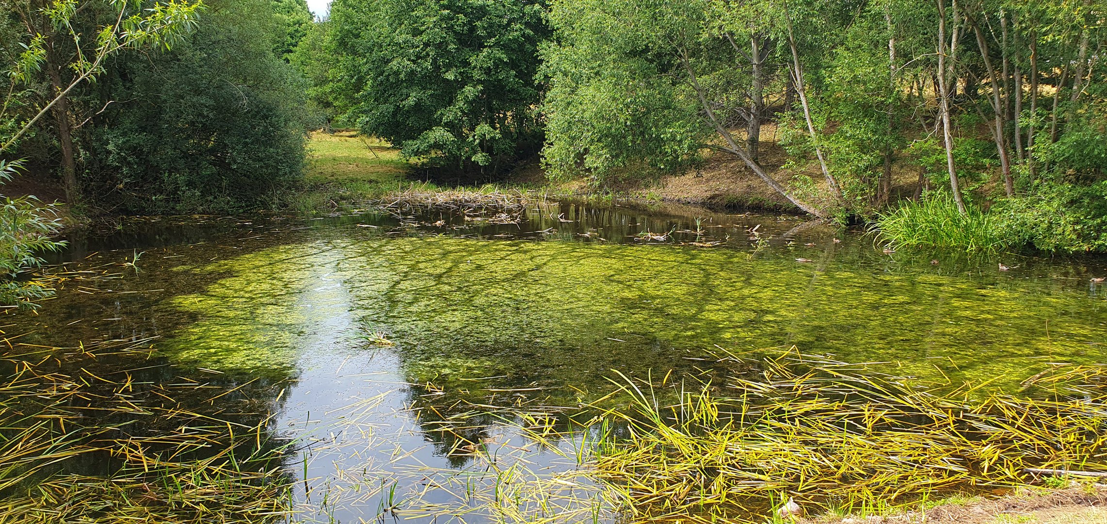 Am Teich**