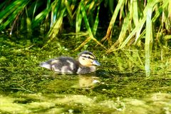 am Teich