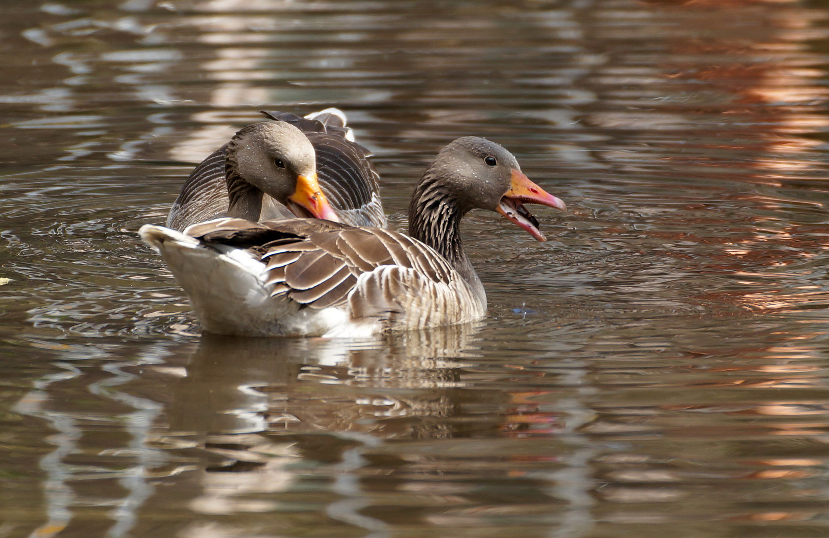 Am Teich Foto & Bild tiere, zoo, wildpark & falknerei, vögel Bilder