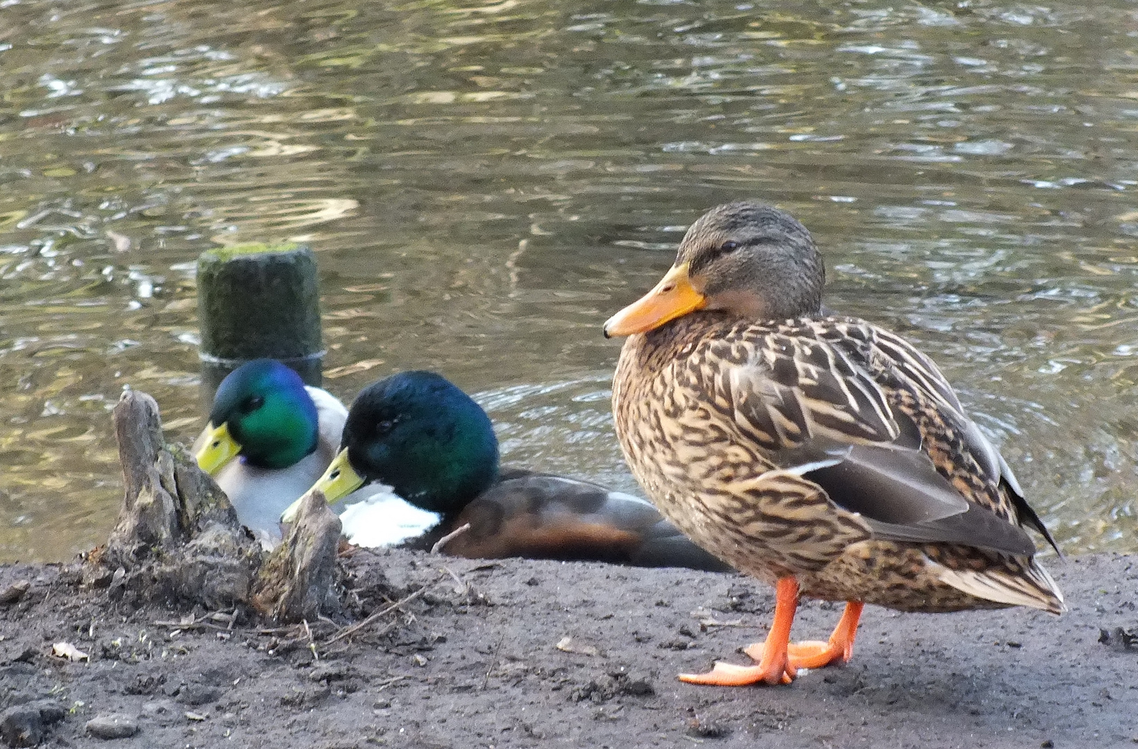 am Teich Foto & Bild tiere, wildlife, wild lebende vögel Bilder auf