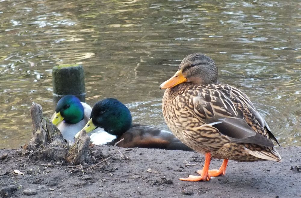 am Teich Foto & Bild tiere, wildlife, wild lebende vögel Bilder auf