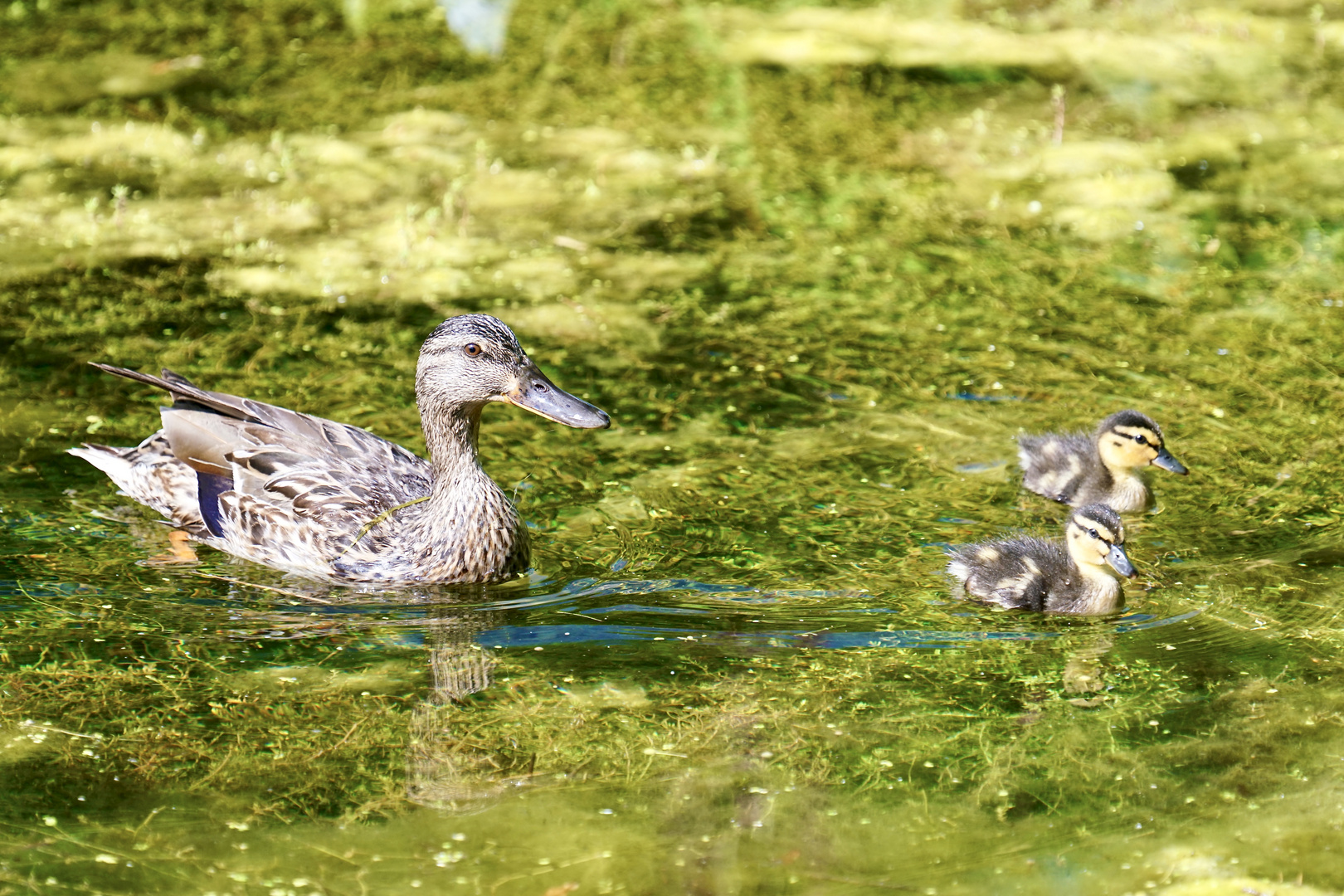 am Teich