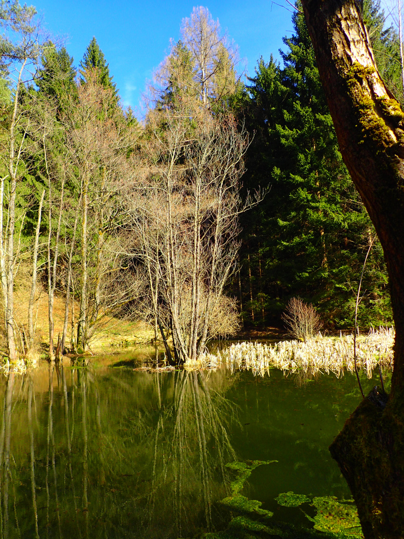 am teich 3 Foto & Bild landschaft, jahreszeiten, frühling Bilder auf