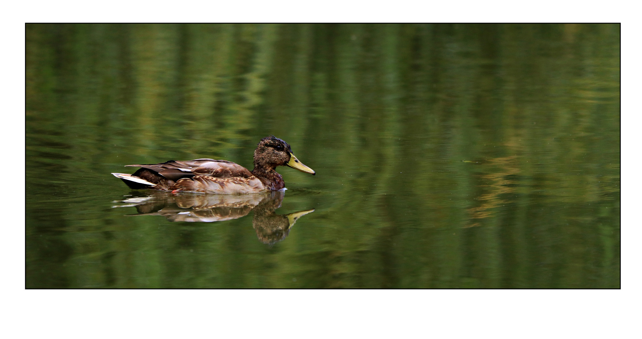 Am Teich