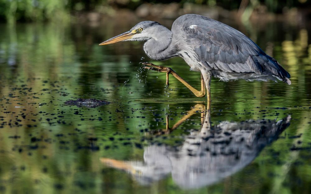 Am Teich Foto & Bild tiere, wildlife, wild lebende vögel Bilder auf