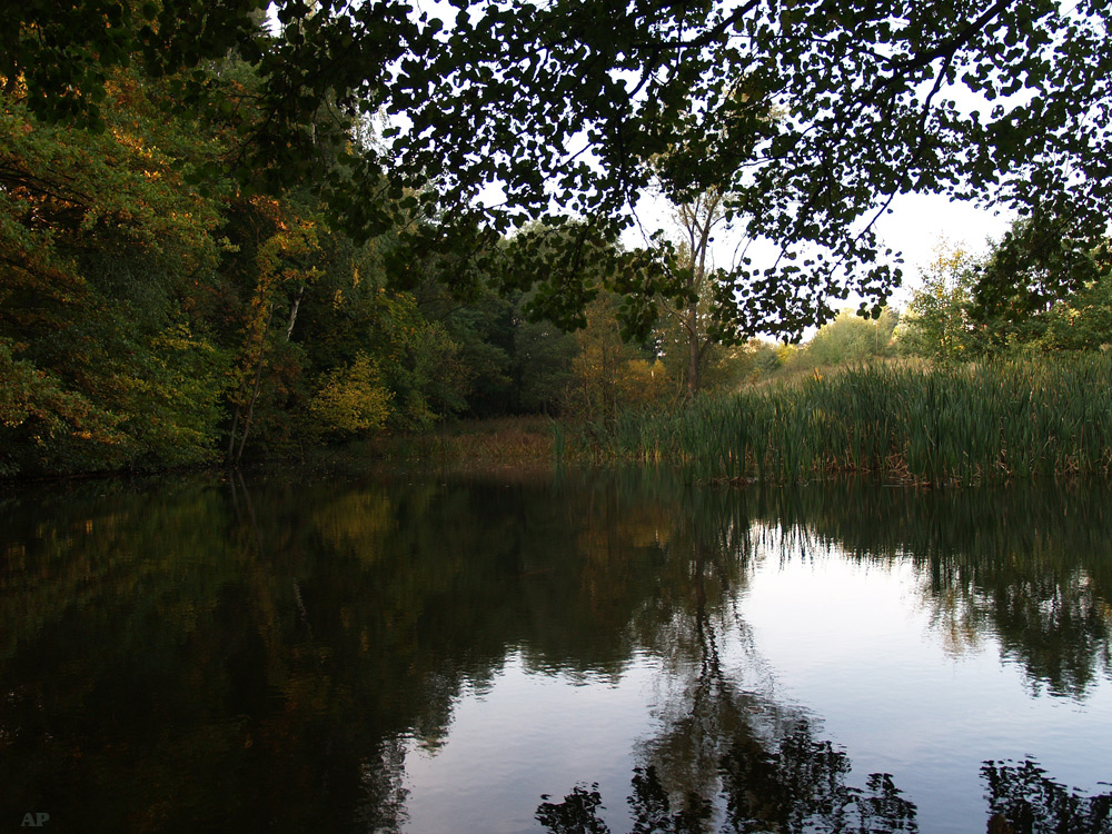 Am Teich