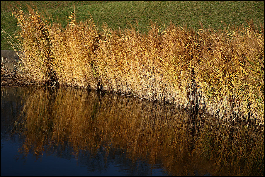 Am Teich...