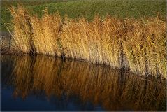 Am Teich...