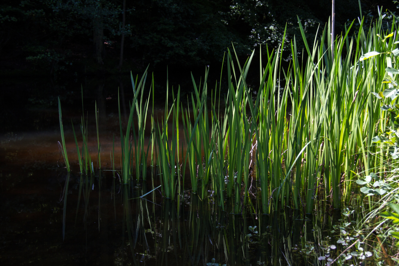 Am Teich