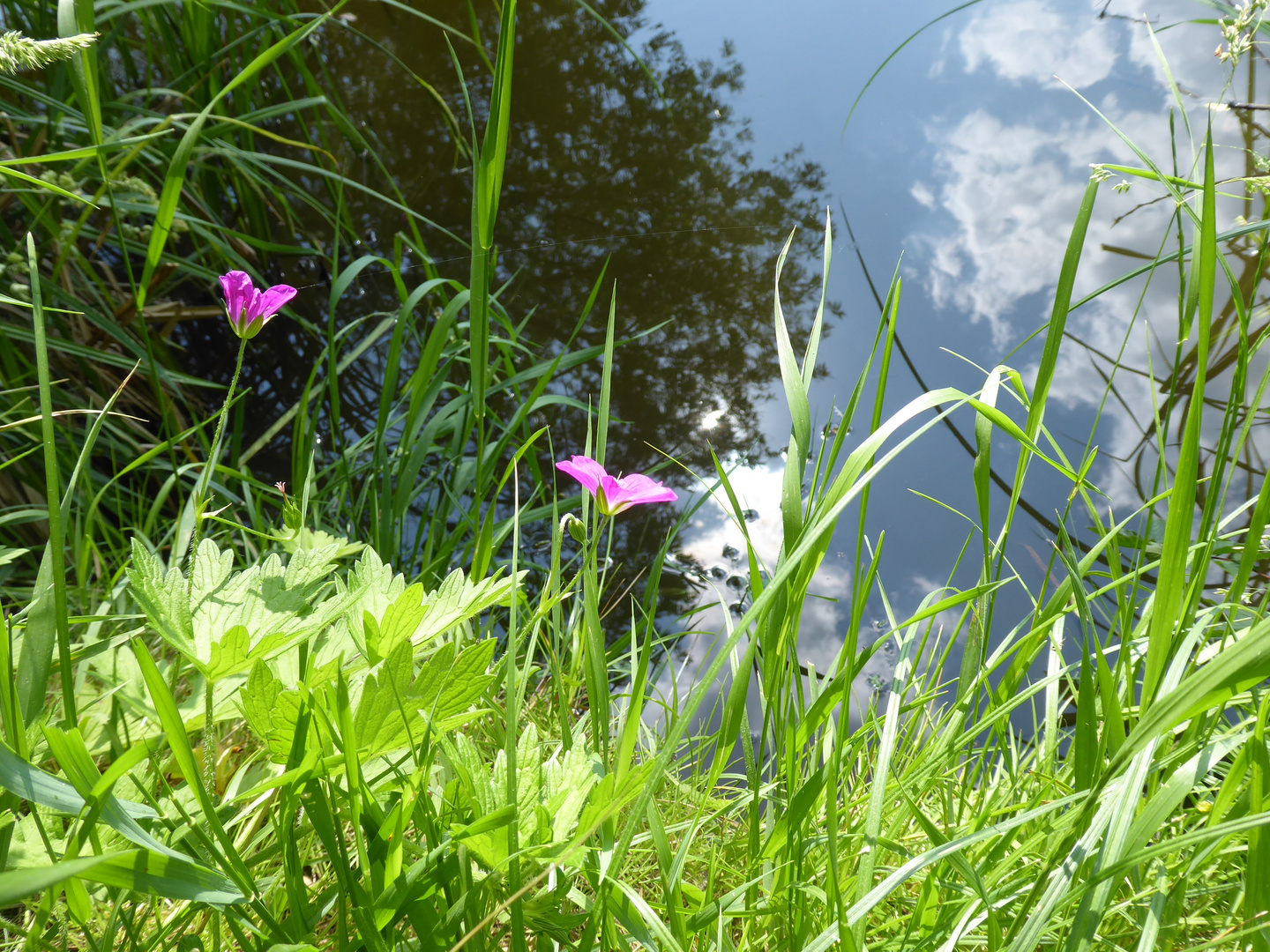 Am Teich