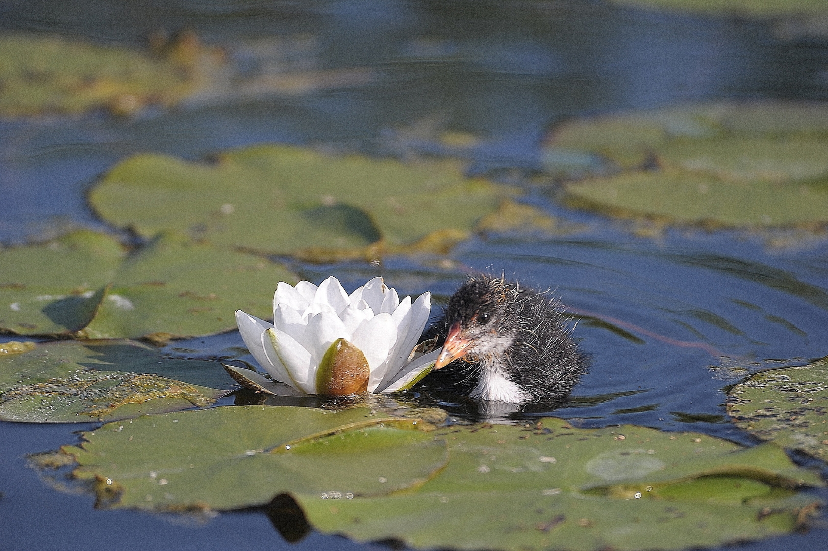 am Teich