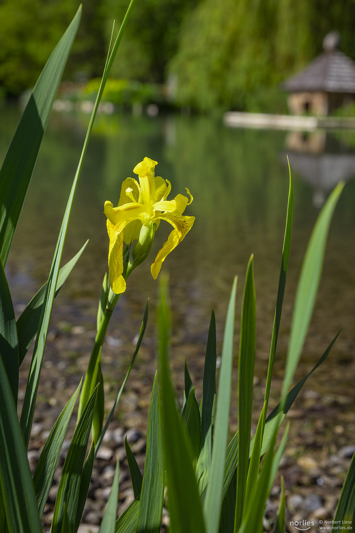 Am Teich