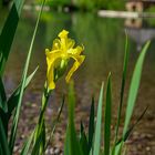 Am Teich