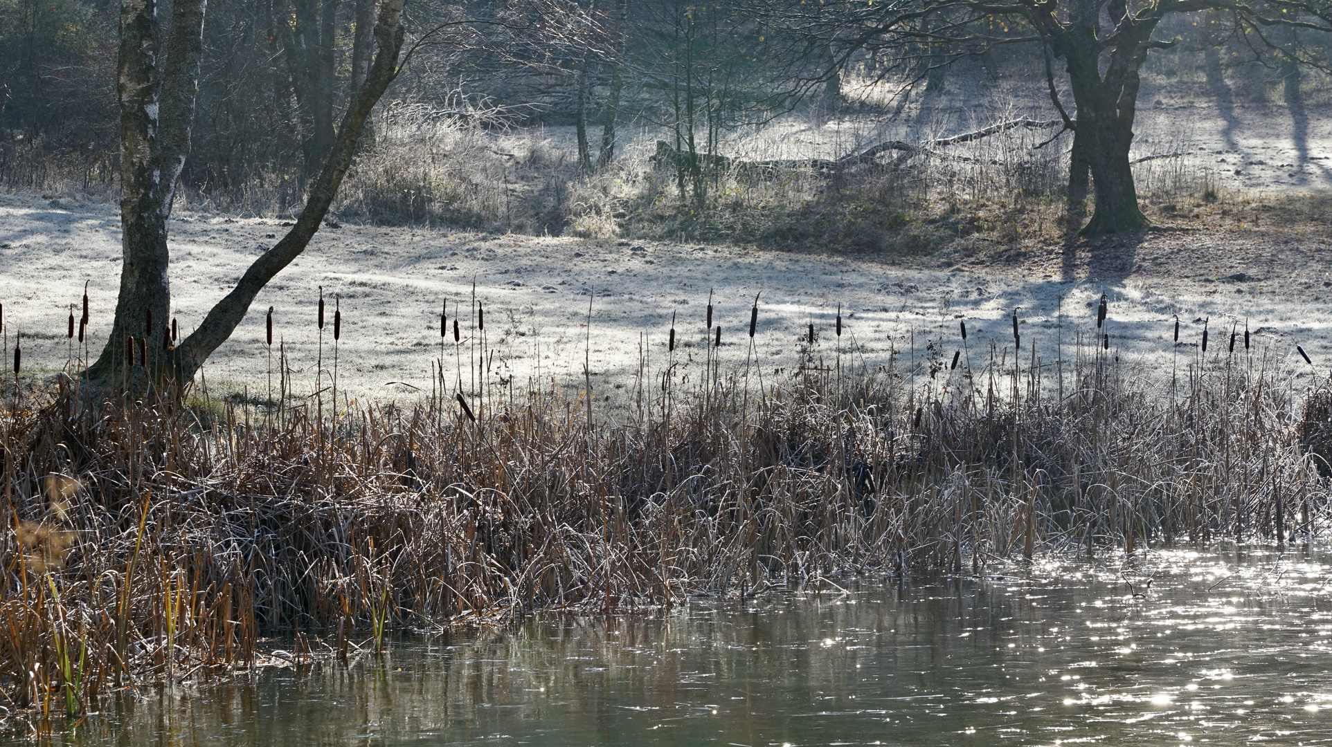 Am Teich ...