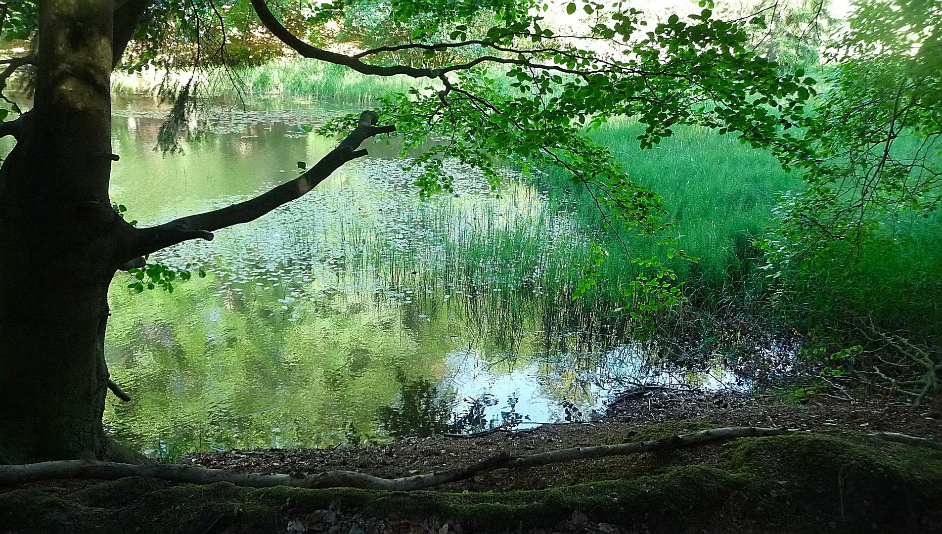 Am Teich