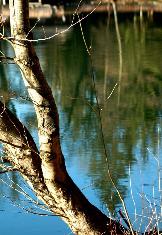 am Teich