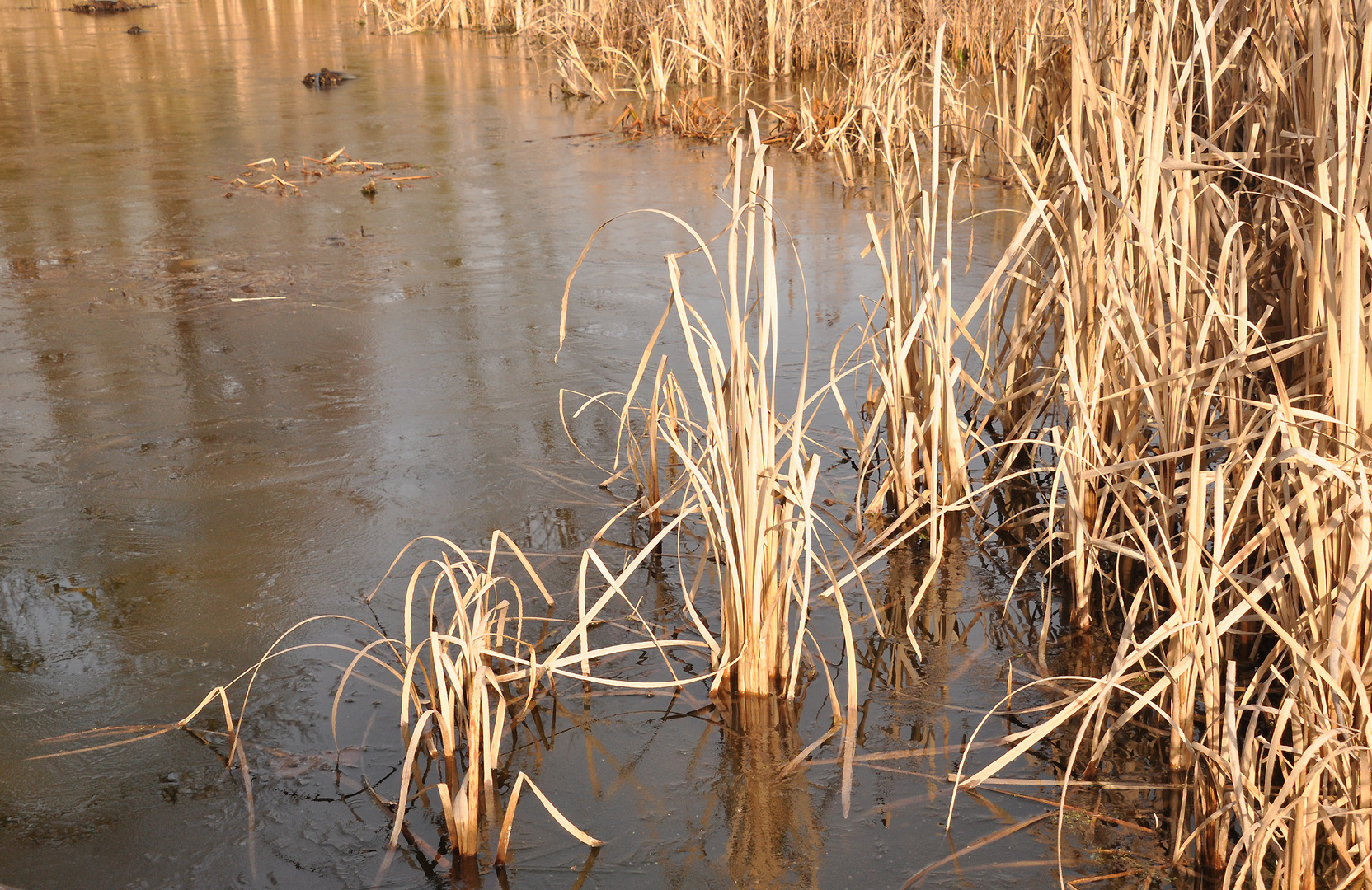 Am Teich Foto & Bild winter, jahreszeit, teich Bilder auf