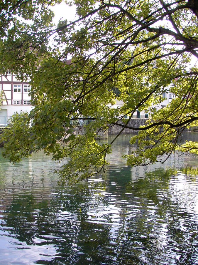 Am Teich