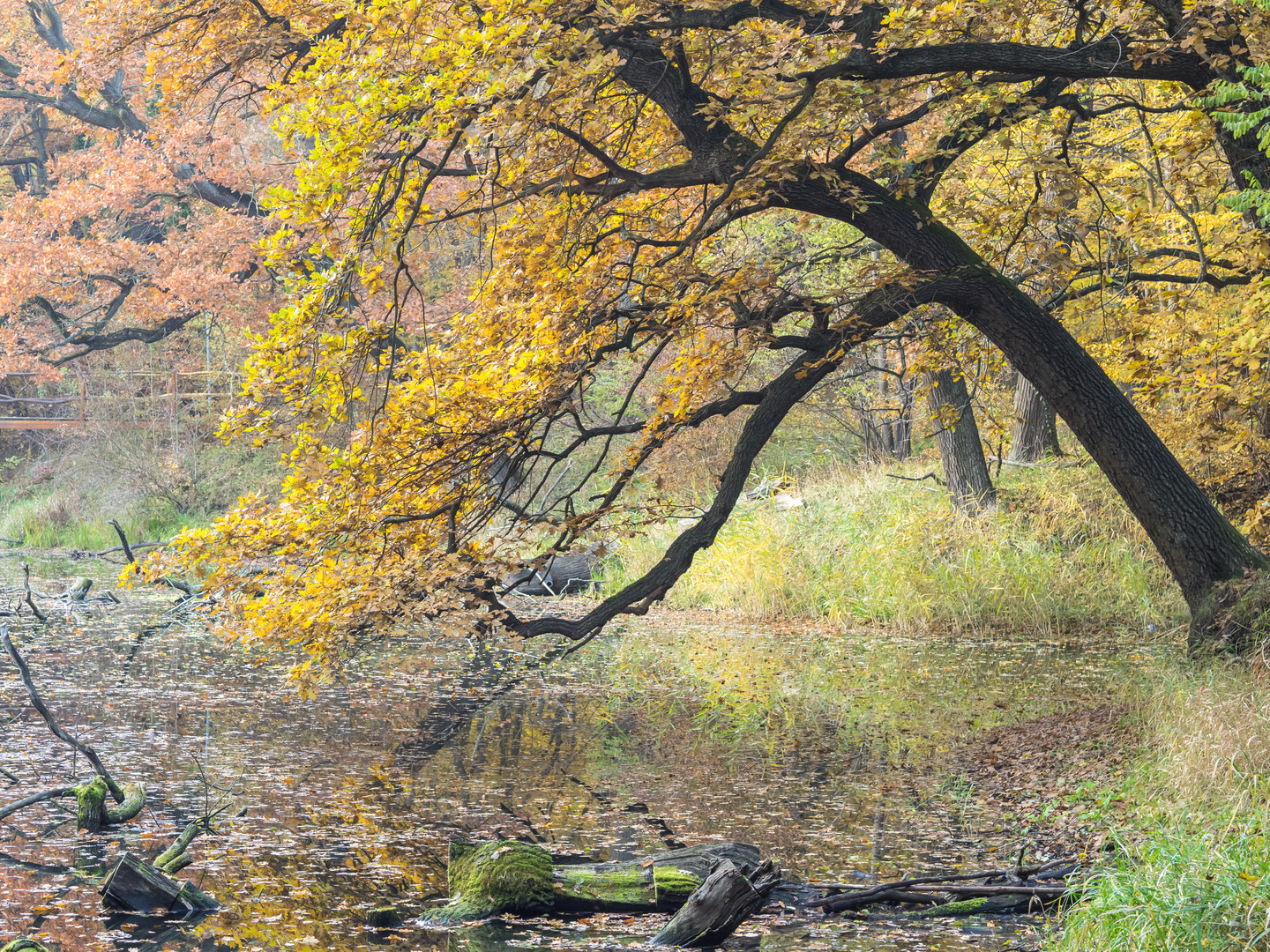 Am Teich