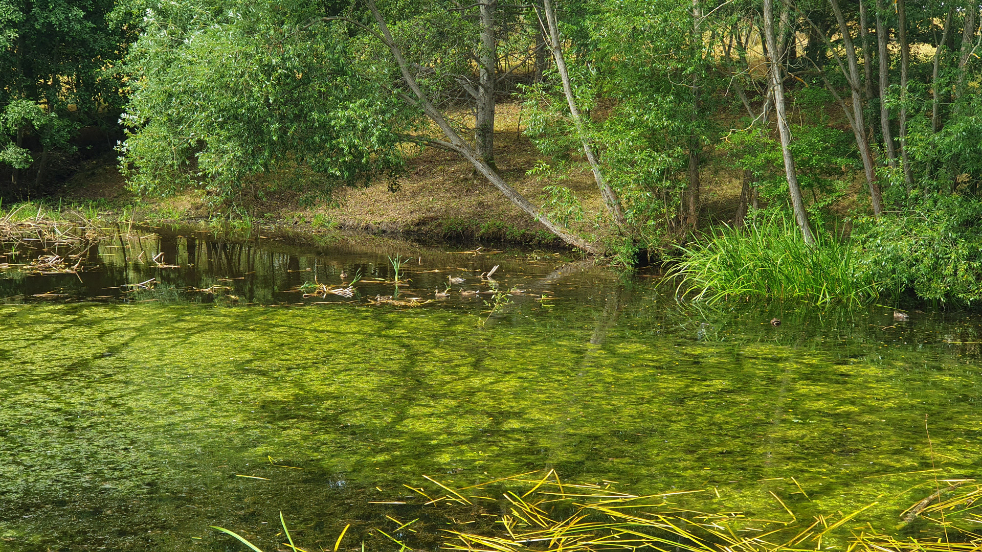 Am Teich