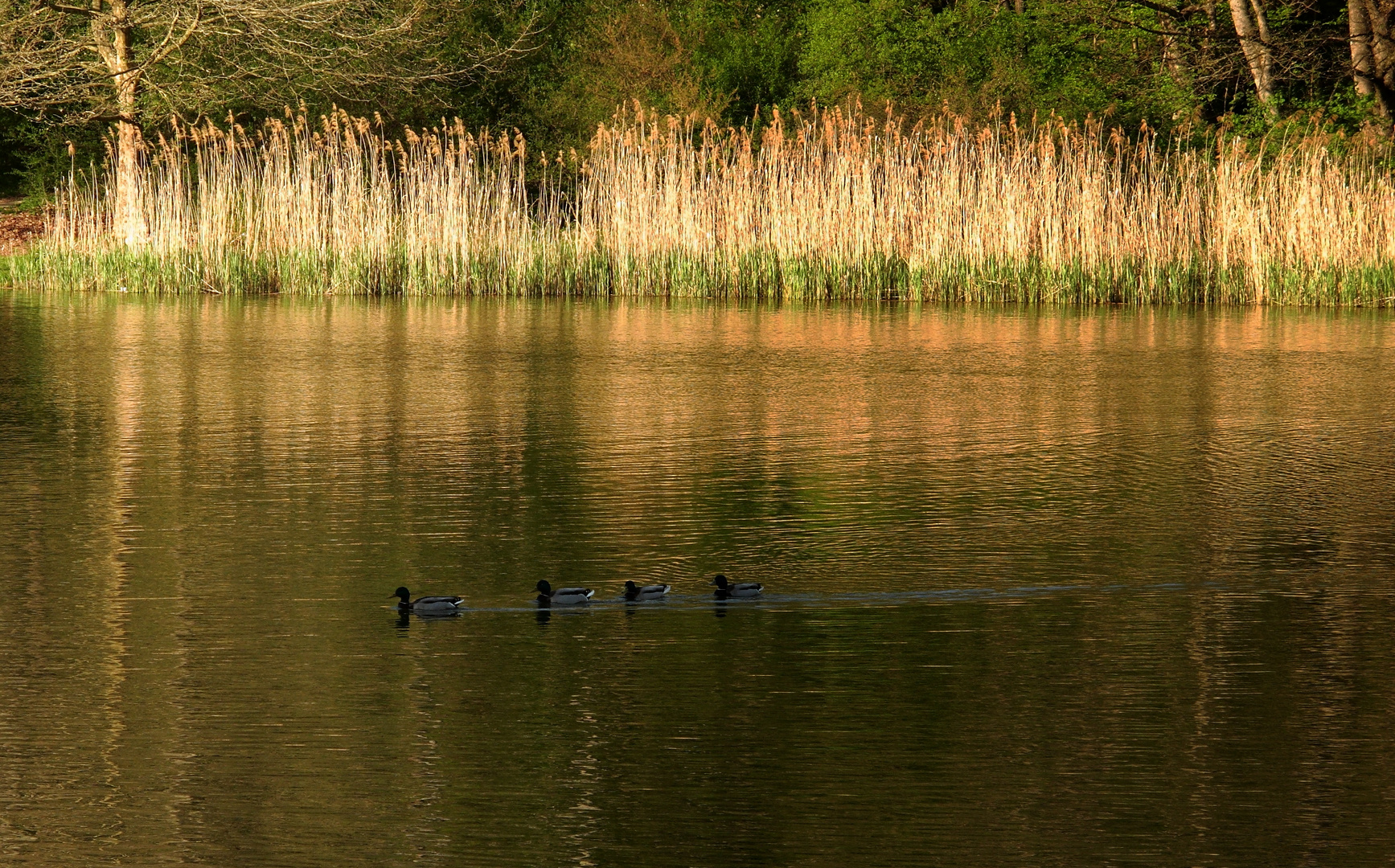 Am Teich