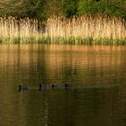 Am Teich