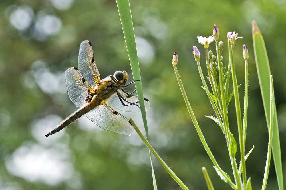 Am Teich Foto & Bild tiere, wildlife, libellen Bilder auf