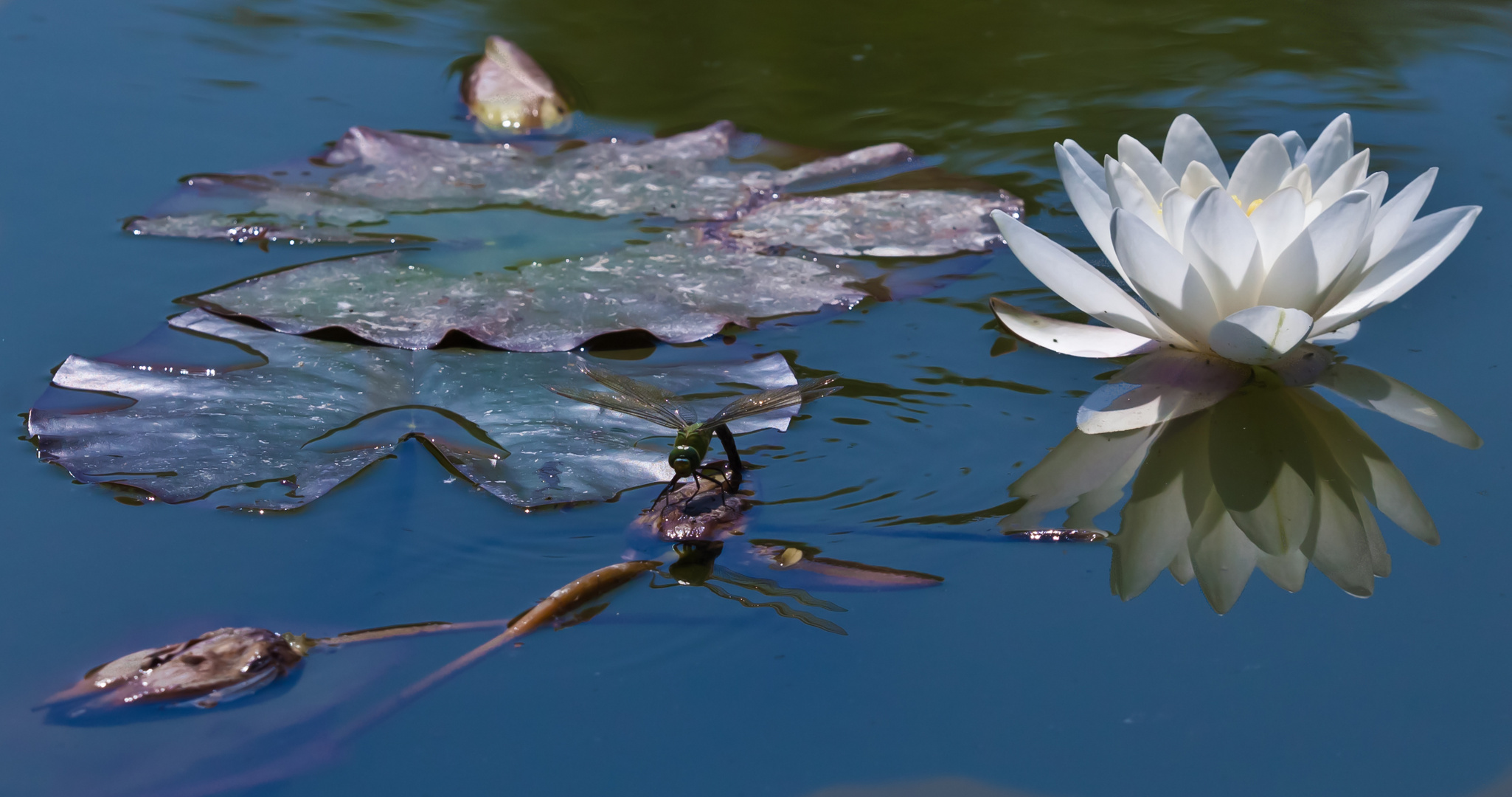 am teich