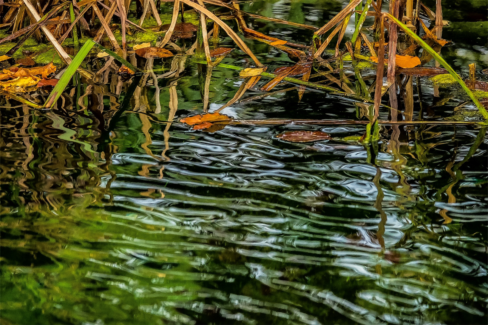 Am Teich