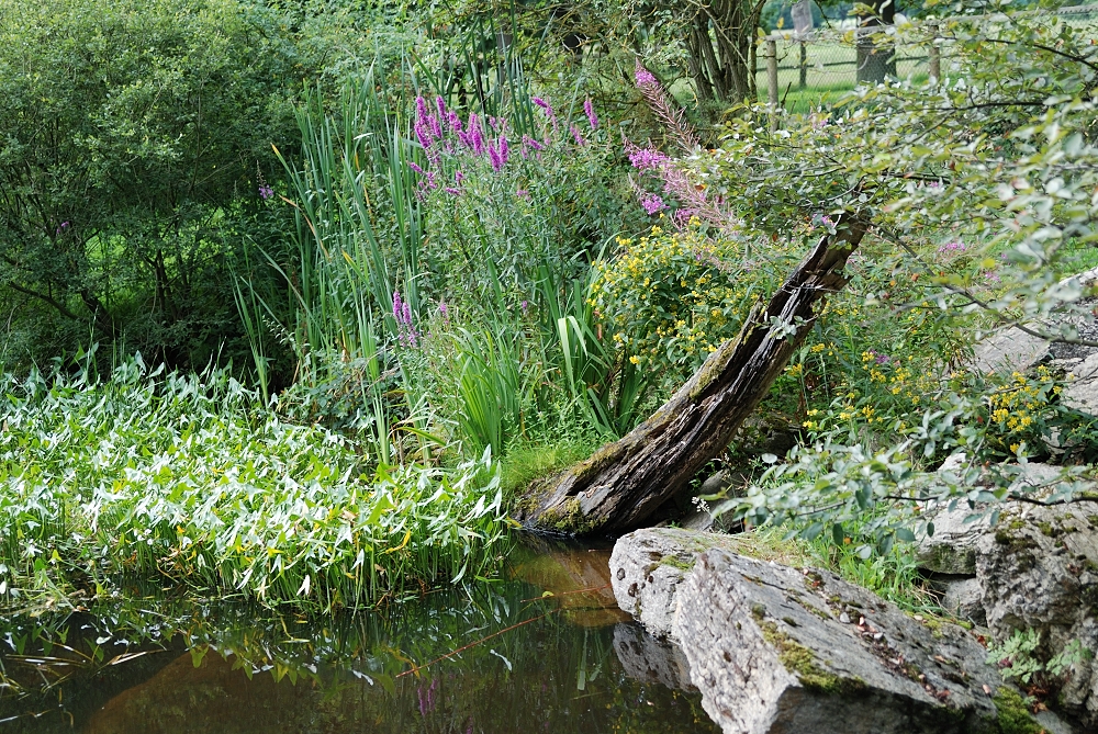 Am Teich