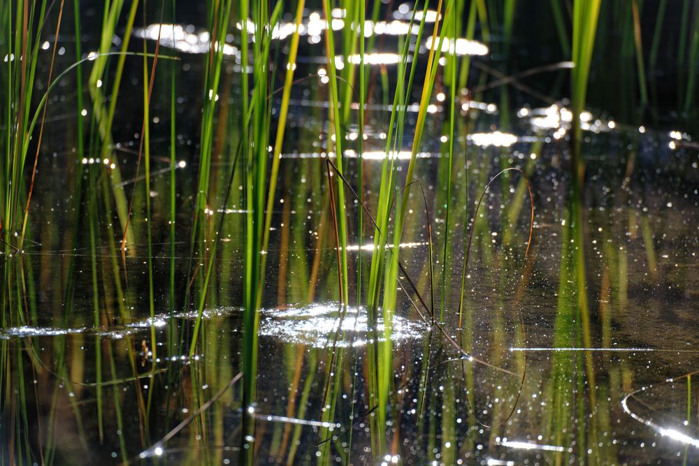 Am Teich 6