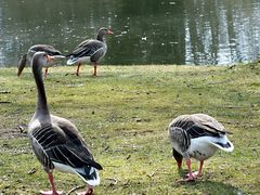 Am Teich