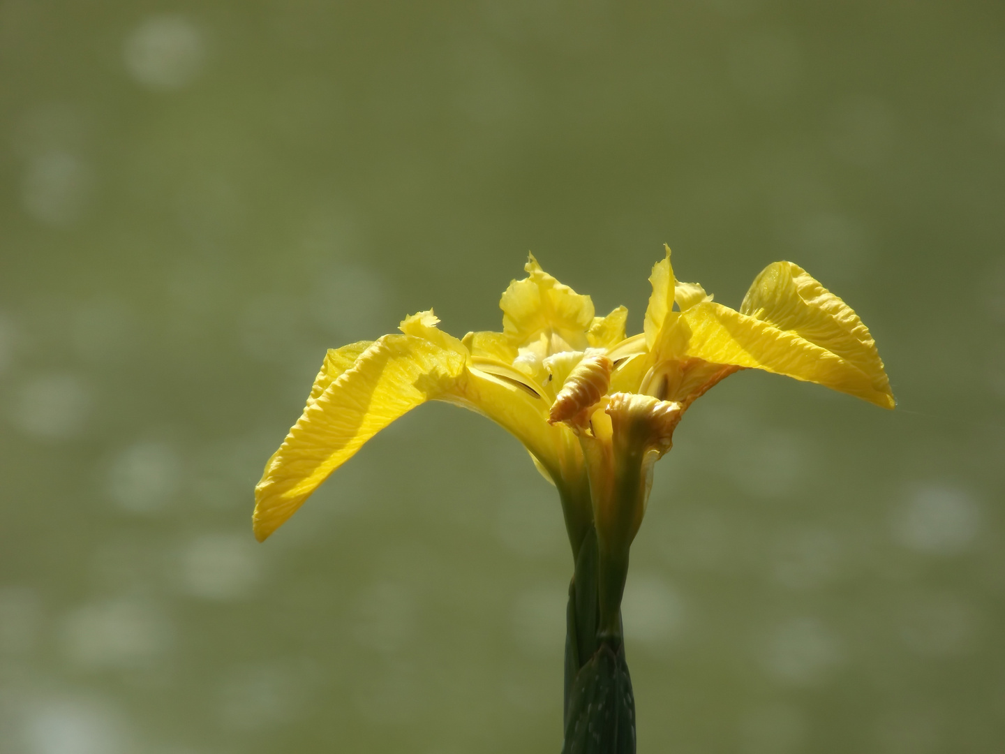 Am Teich