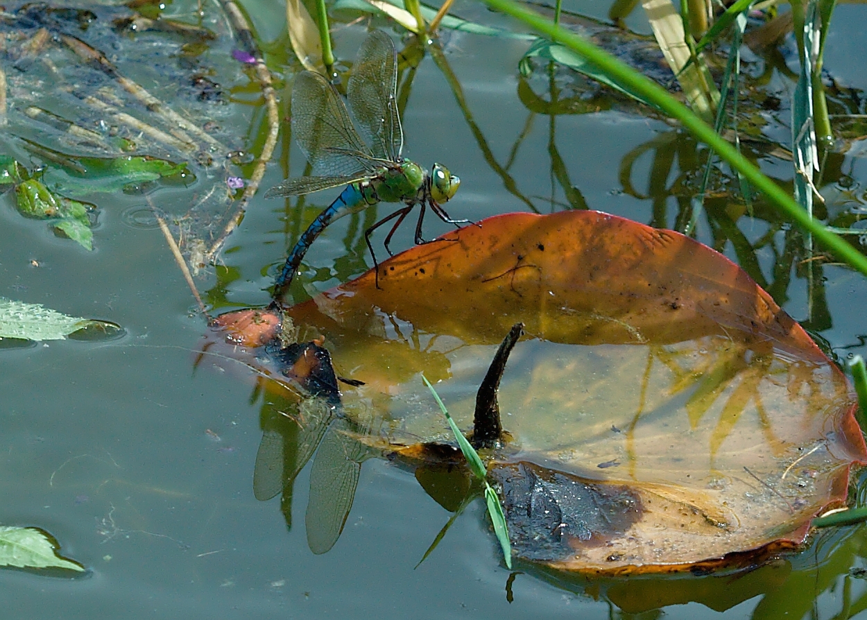 am teich