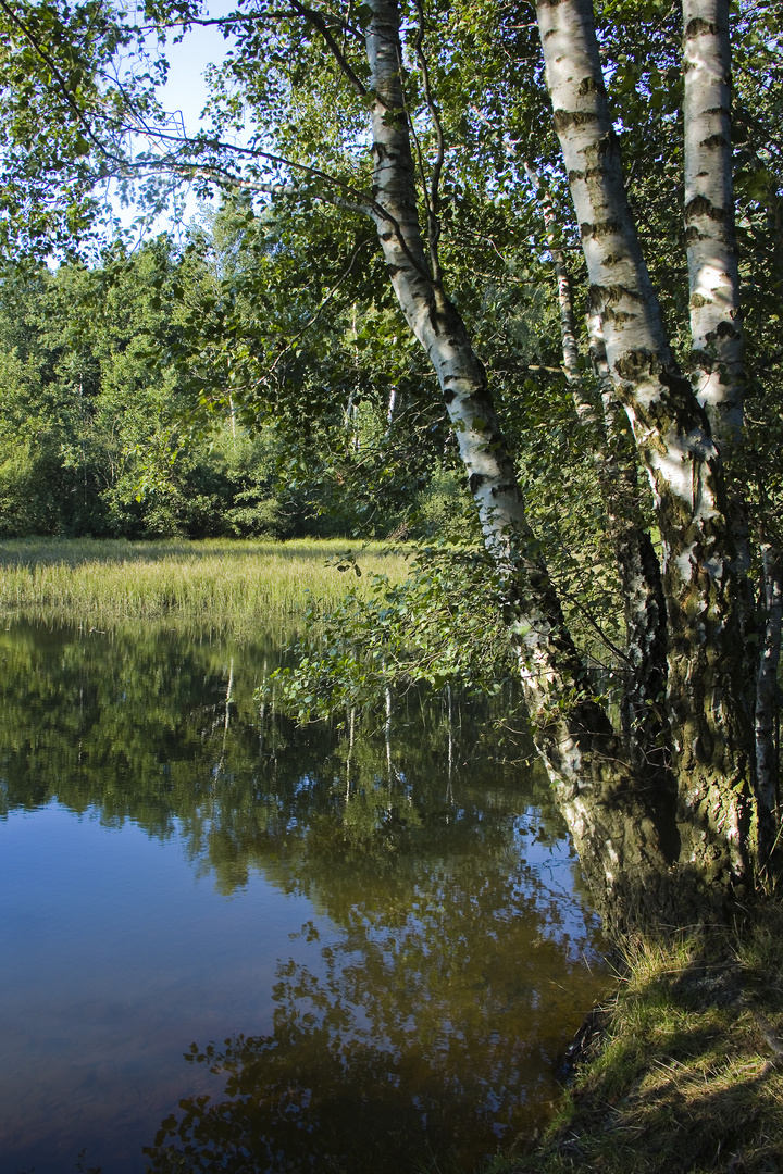 Am Teich