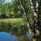 Am Teich