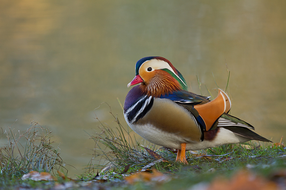  am Teich Foto & Bild tiere, wildlife, wild lebende vögel Bilder