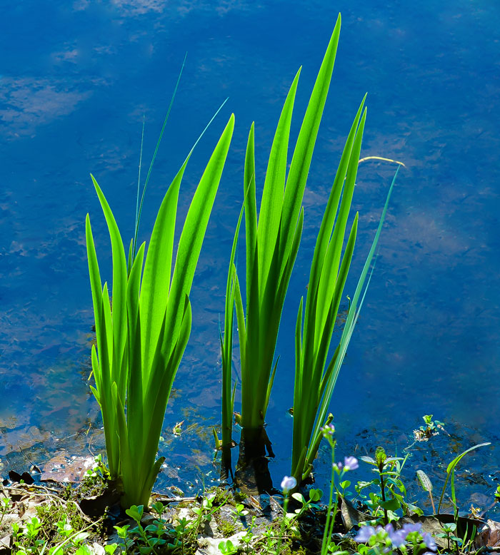 Am Teich