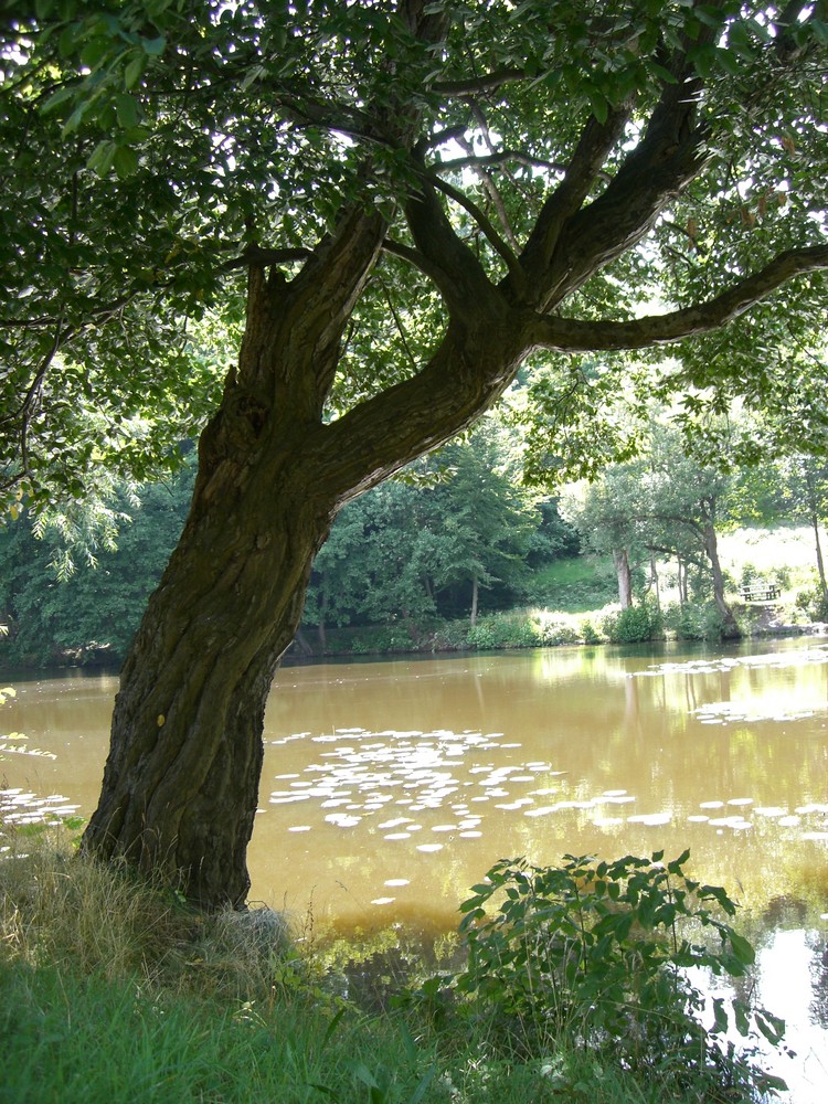 am Teich