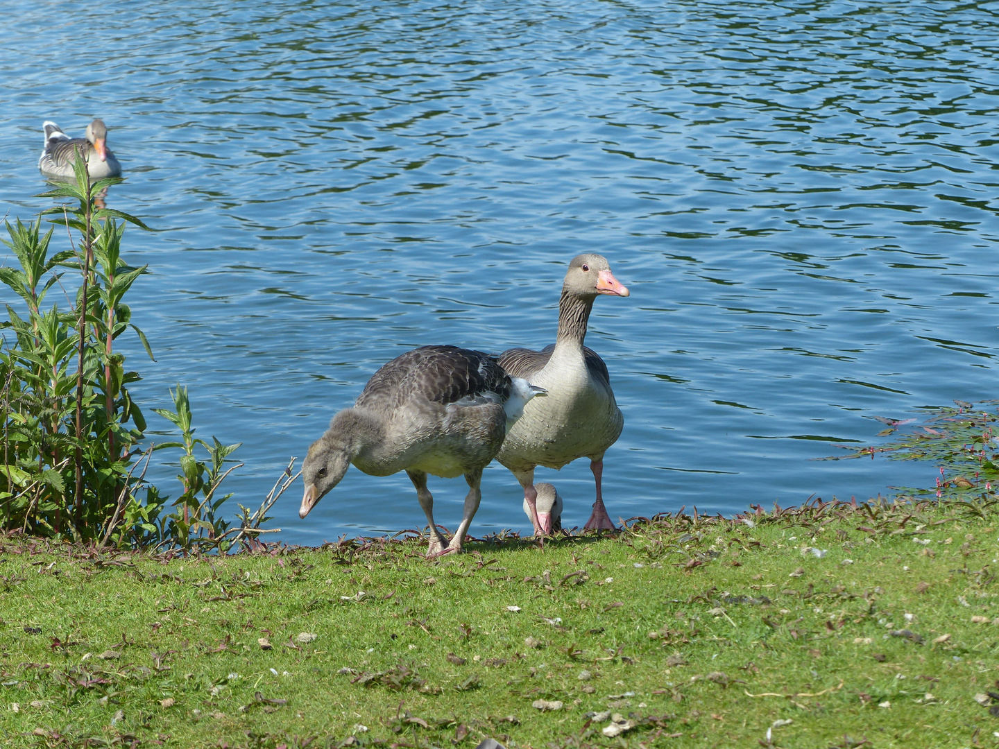 ... am Teich ...