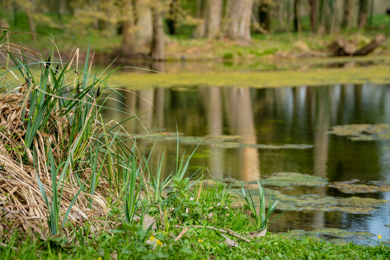 Am Teich Foto & Bild landschaft, bach, fluss & see, see, teich