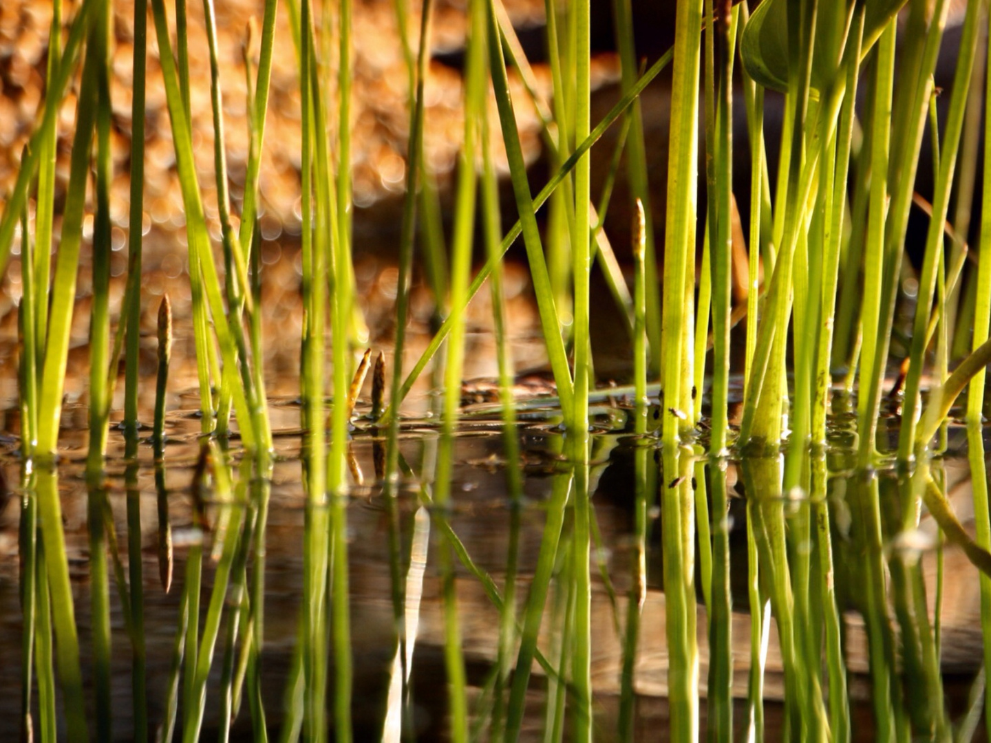 Am Teich