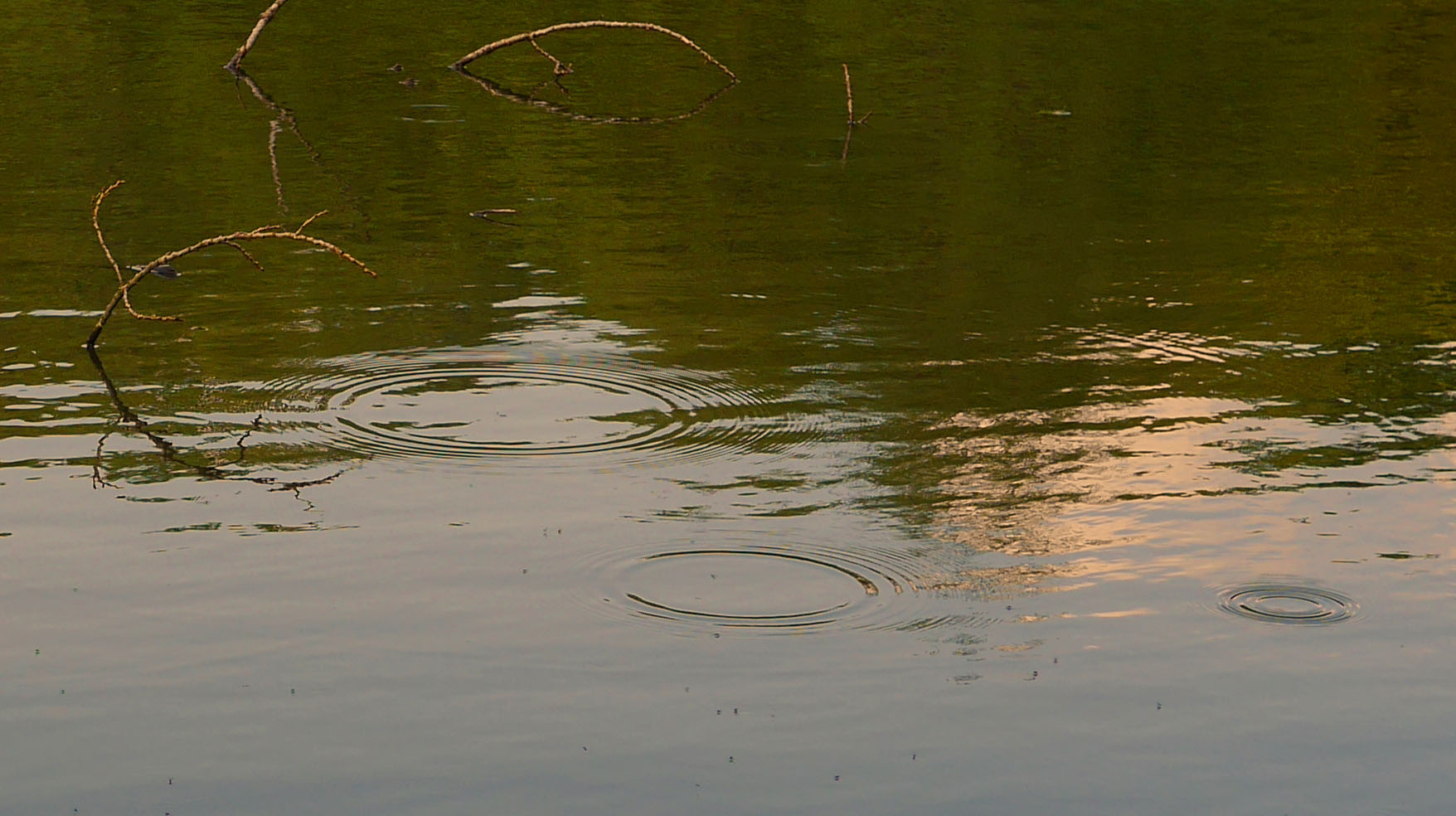 am Teich