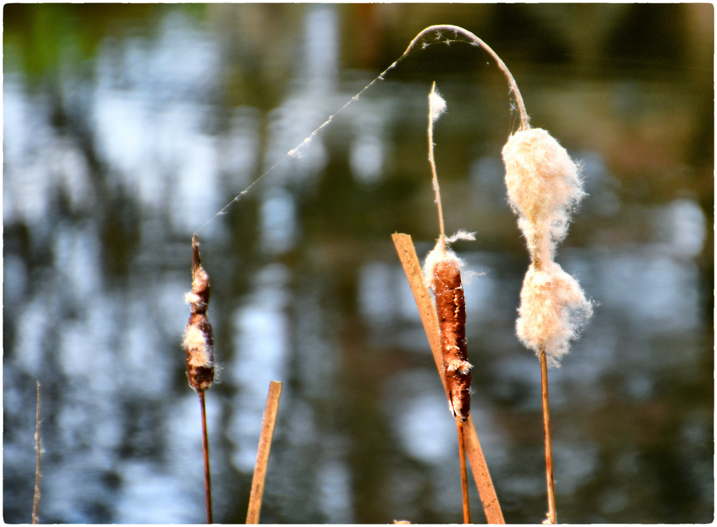 am Teich