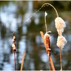 am Teich