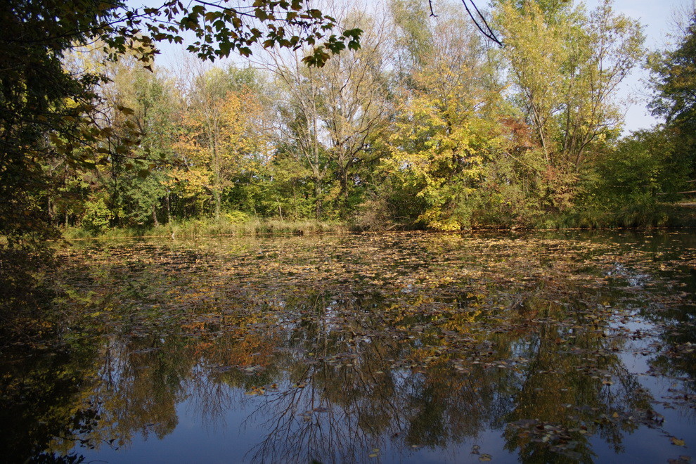 am teich