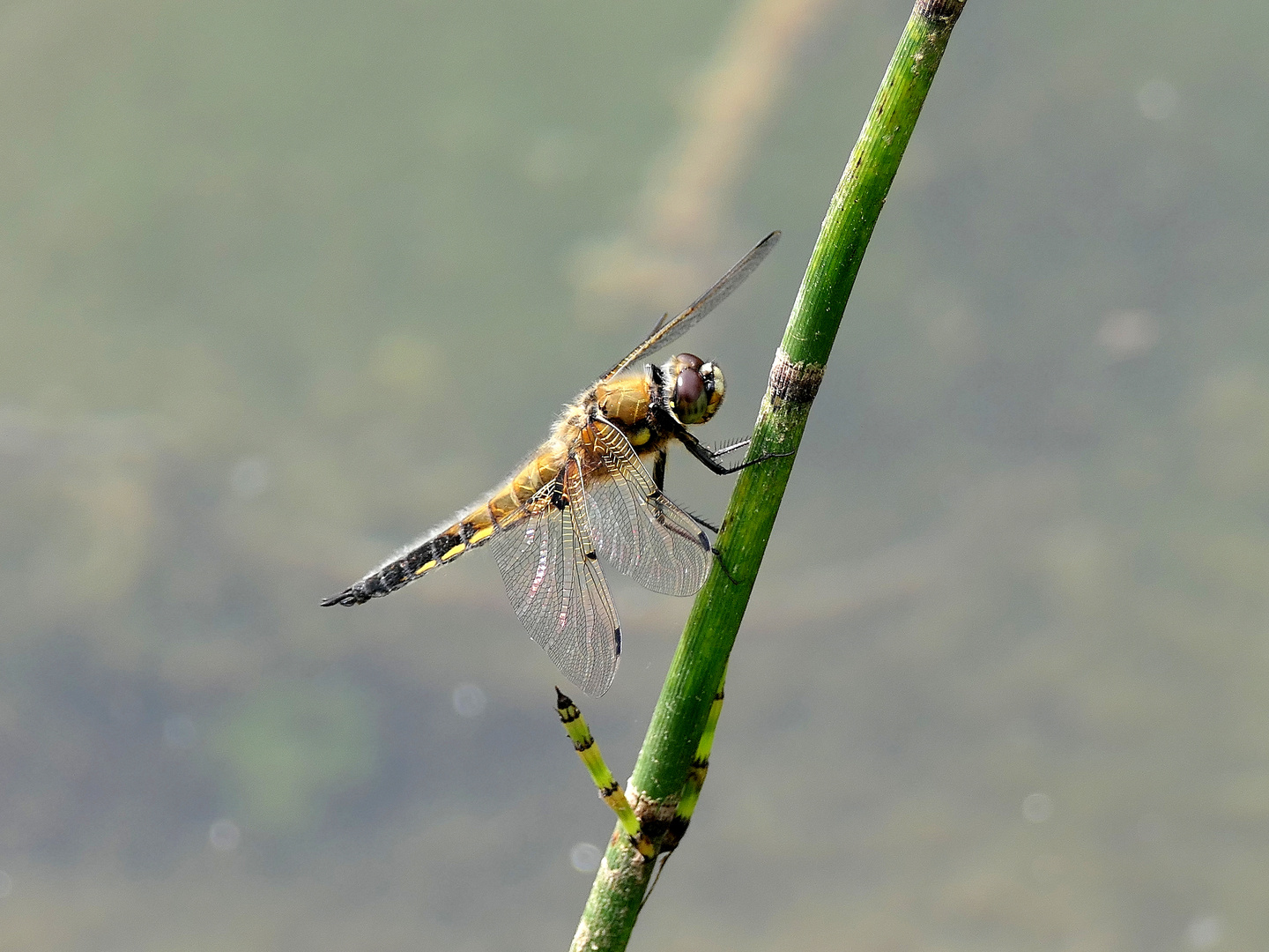 Am Teich Foto & Bild tiere, wildlife, libellen Bilder auf